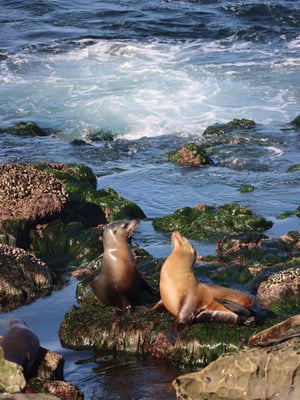 Outdoor Adventure & Wildlife