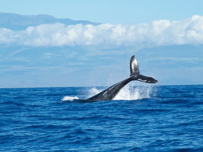 Whale Watching Tours